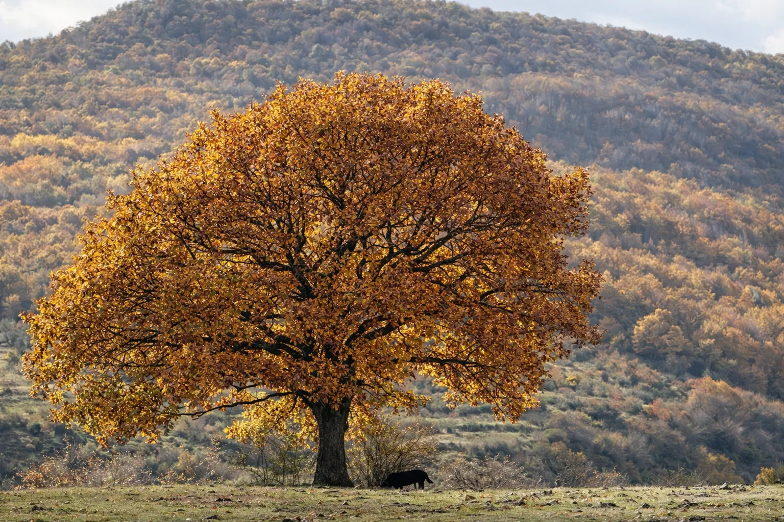 Bosque de robles en otoño en la Montaña Palentina