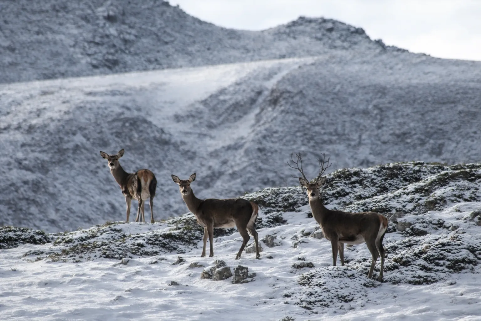 Ciervo en libertad en la Montaña Palentina