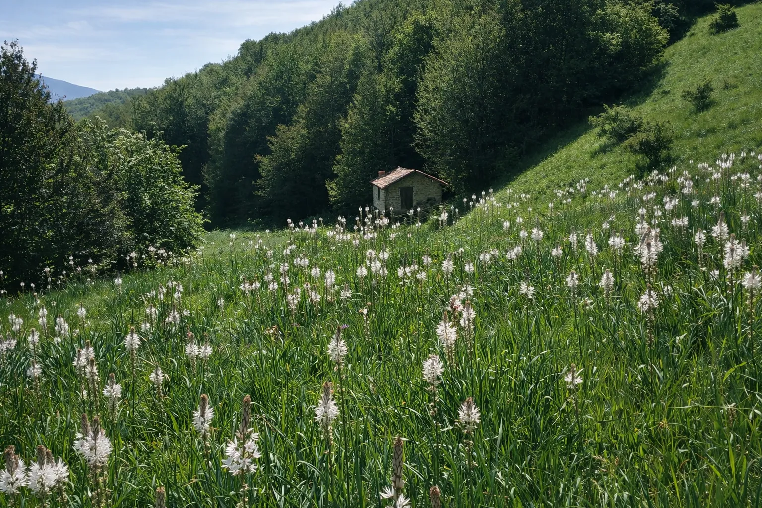 Praderas verdes en el valle de Lores, Montaña Palentina
