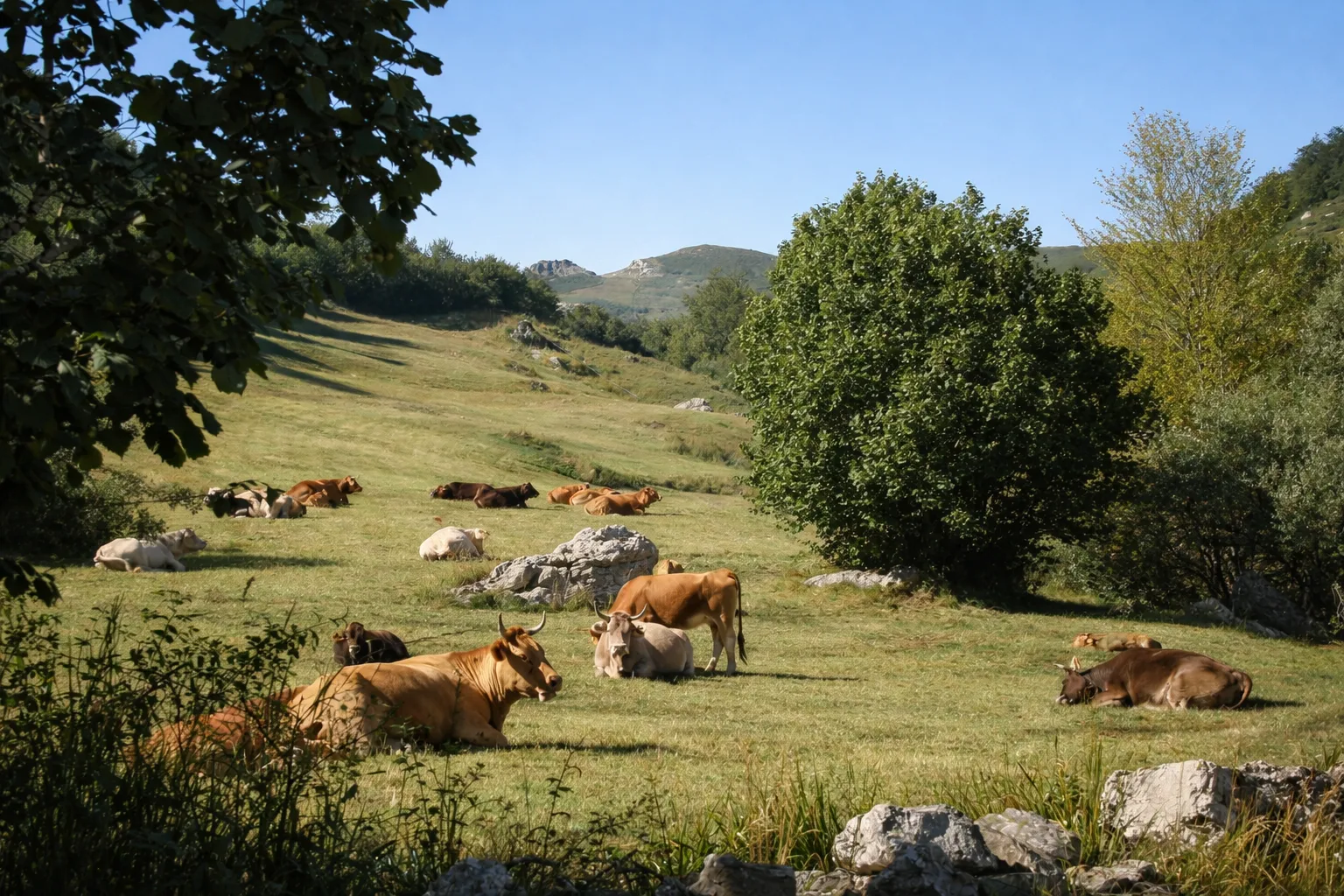 Vacas pastando en los prados de Lores